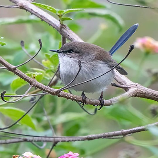 Bird on a branch